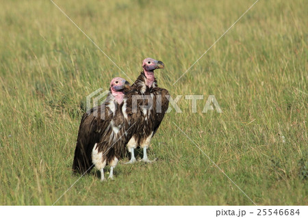 ミミヒダハゲワシ２匹左（ケニア） 25546684
