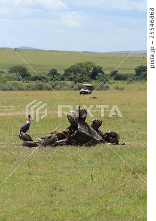 コウとハゲワシと死骸とサファリカー(ケニア) コウとハゲワシと死骸とサファリカー(ケニア) 25546868