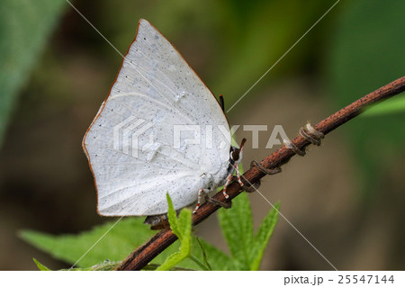 ウラギンシジミ 25547144