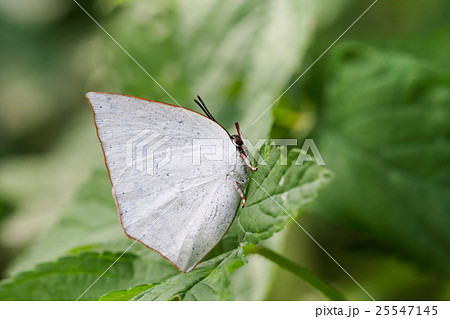 ウラギンシジミ 25547145