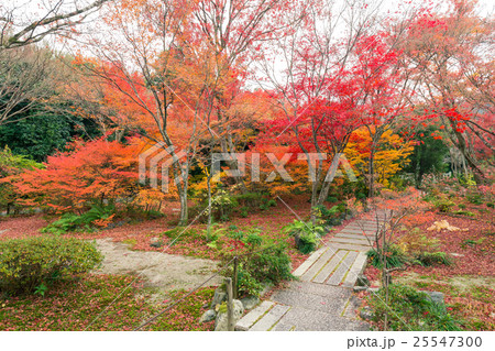 秋の宝筐院 25547300