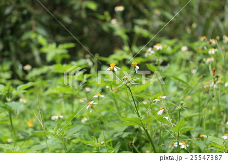 キンケイギク 金鶏菊 センダングサ 25547387