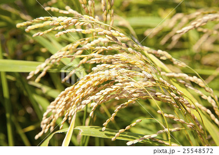 木積の稲穂 木積の稲穂 25548572