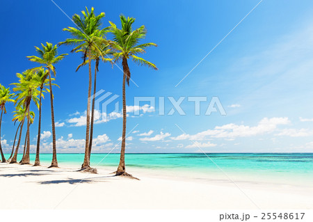 Coconut Palm trees on white sandy beach 25548617