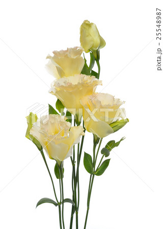 Flowers isolated on white background 25548987
