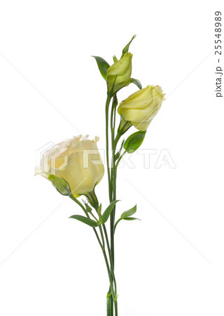 Flowers isolated on white background Flowers isolated on white background 25548989