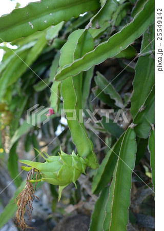 ドラゴンフルーツ 25549142