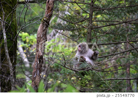 ニホンザルの母子 25549770