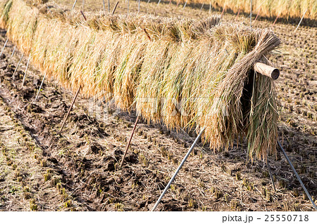 はさがけ 米 収穫 秋 秋の風景 秋の風物詩 10月の光景 乾燥 天日干し 干す 稲刈り 米を乾かすの写真素材