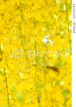 Thai National Flower, Golden Shower（ゴールデンシャワー） 25550765