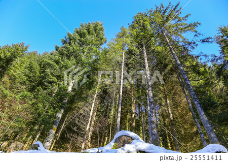 Landscape of Forest in Vosges mountain, France Landscape of Forest in Vosges mountain, France 25551411