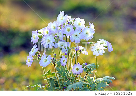 ウンナンサクラソウ 25551628