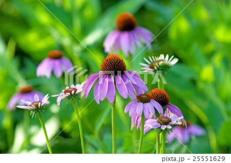 エキナセア 25551629