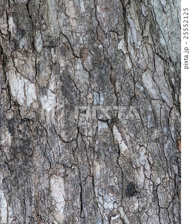 The tuxture on tree bark. The tuxture on tree bark. 25552125