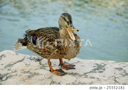 Garda lake, Italy 25552181