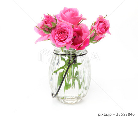 薔薇 薔薇 25552840