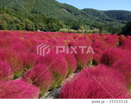 群馬県のコキア 25553516