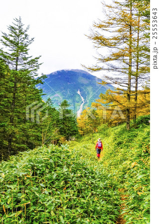 蓼科山に続く道（縦） 25553643
