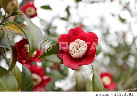 椿　卜伴　ぼくはん　Camellia japonica 'Bokuhan' 25553692