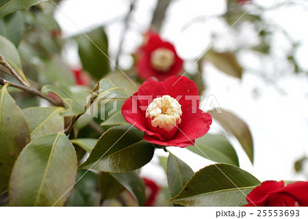 椿 卜伴 ぼくはん Camellia japonica 'Bokuhan' 椿 卜伴 ぼくはん Camellia japonica 'Bokuhan' 25553693