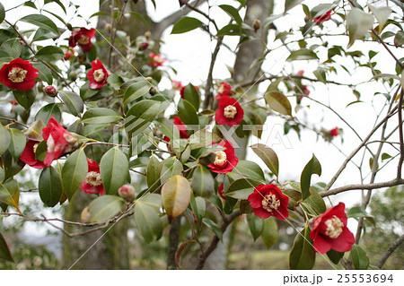 椿　卜伴　ぼくはん　Camellia japonica 'Bokuhan' 25553694