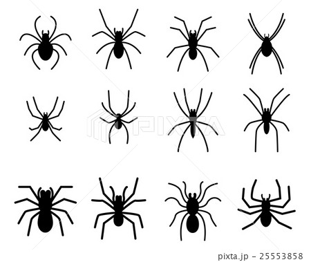 Set of spider silhouette icon and symbol 25553858