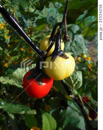 色づいたハナナスは生け花に 色づいたハナナスは生け花に 25554256