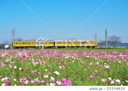 コスモス畑を行くラッピング電車 25554620