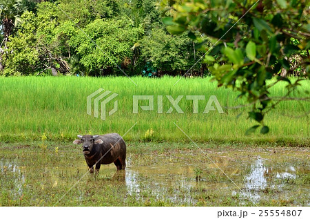 アジア農村部の牛 アジア農村部の牛 25554807