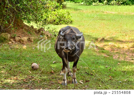 アジア農村部の牛 アジア農村部の牛 25554808
