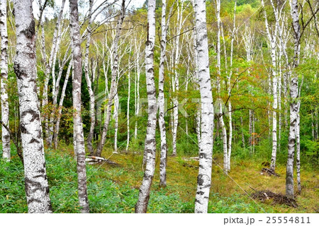 長野県・八千穂高原の白樺群生地 25554811