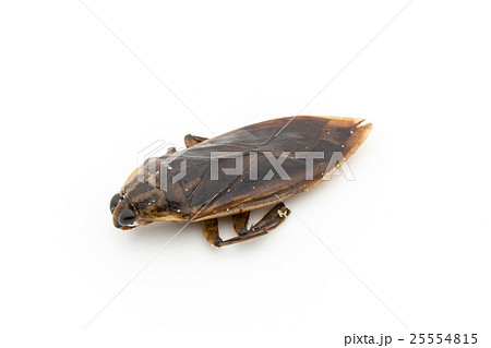 タガメ（昆虫食）:Giant Waterbug 25554815