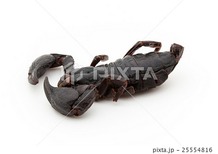 サソリ（昆虫食）:Black Scorpion 25554816