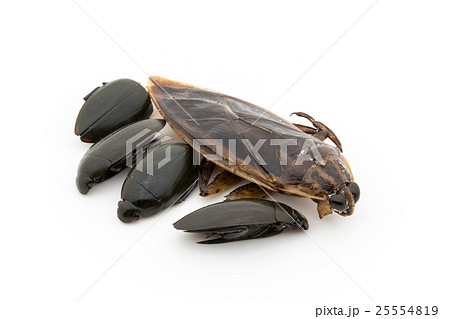 タガメとゲンゴロウ 昆虫食 Giant Waterbug Diving Beetlesの写真素材