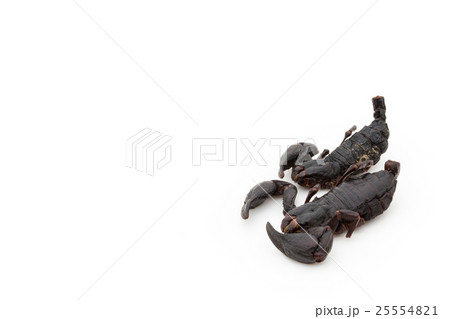 サソリ（昆虫食）:Black Scorpion 25554821