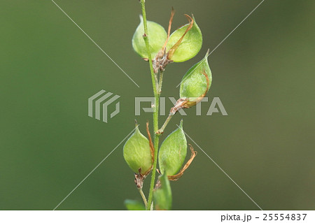 自然　植物　ヤマハギ、果実です。一つ一つは仏像の光背のようにも見えます 25554837