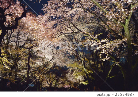 夜桜　二条城 25554937