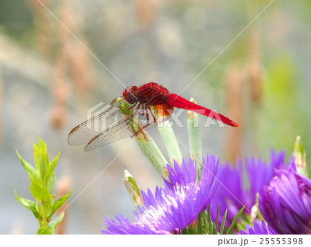 赤とんぼ 25555398