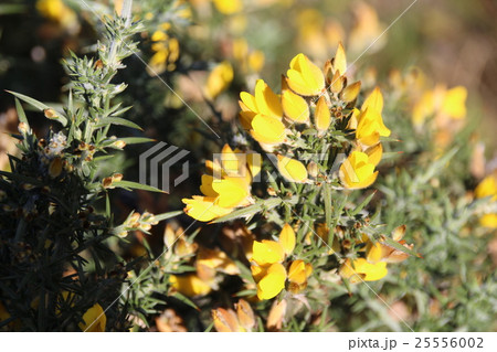 ホートン・プレインズ国立公園 ホートン・プレインズ国立公園 25556002