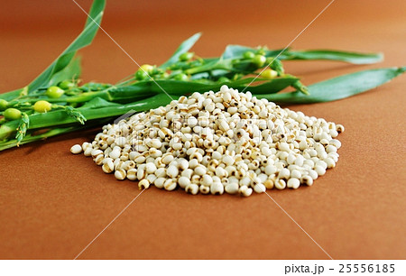 健康食品・ハトムギの成熟種子で作られる漢方薬ヨクイニンとジュズダマの若い実のなる枝・茶色バック横位置 健康食品・ハトムギの成熟種子で作られる漢方薬ヨクイニンとジュズダマの若い実のなる枝・茶色バック横位置 25556185