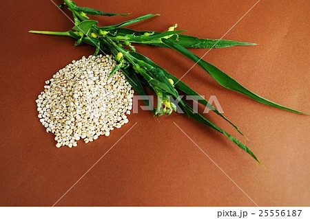 健康食品・ハトムギの成熟種子で作られる漢方薬ヨクイニンとジュズダマの実のなる枝・茶色バック横位置俯瞰 25556187