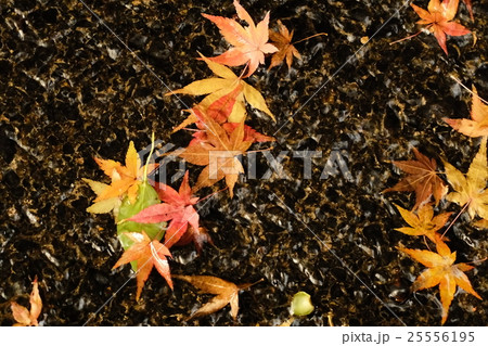 紅葉 紅葉 25556195