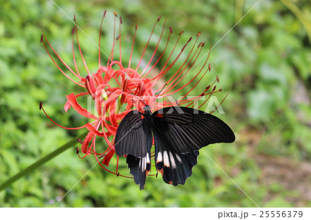 赤いヒガンバナの花の蜜を吸うナガサキアゲハ 赤いヒガンバナの花の蜜を吸うナガサキアゲハ 25556379
