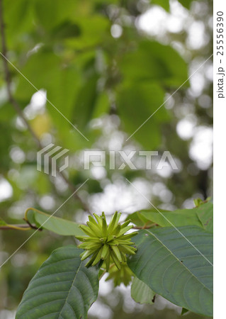 カンレンボクの実と木漏れ日 25556390