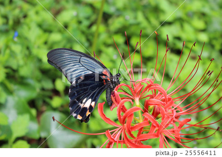 赤いヒガンバナの花の蜜を吸うナガサキアゲハ 25556411