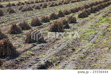 小豆　天日乾燥 25556444