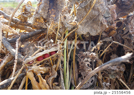 小豆 天日乾燥 小豆 天日乾燥 25556456