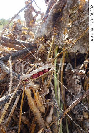 小豆　天日乾燥 25556458