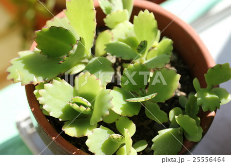 カランコエ 子宝草の写真素材