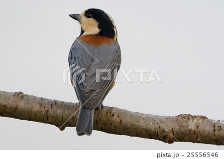 ヤマガラ ヤマガラ 25556546